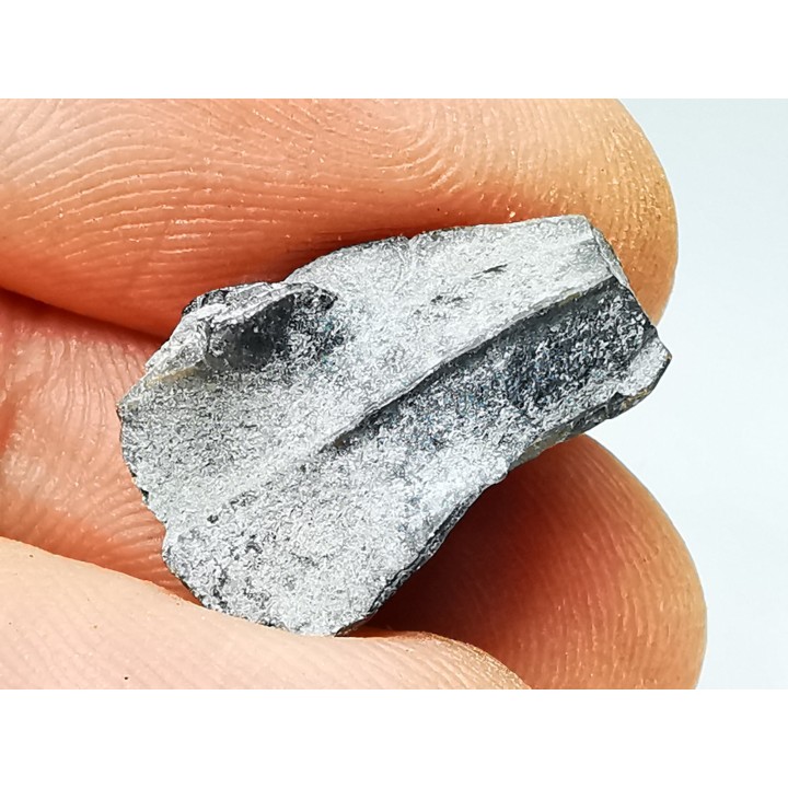 RHYNCHOLITE, Crétacé  Inférieur, Alpes-de-Haute-Provence, France