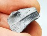 RHYNCHOLITE, Crétacé Inférieur, Alpes-de-Haute-Provence, France