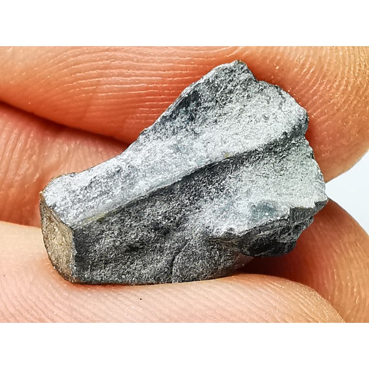 RHYNCHOLITE Early Cretaceous, Alpes-de-Haute-Provence, France