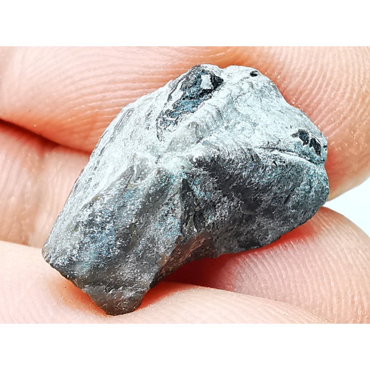 RHYNCHOLITE, Crétacé  Inférieur, Alpes-de-Haute-Provence, France
