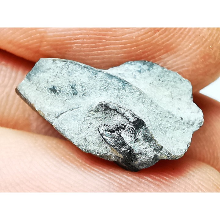 RHYNCHOLITE, Crétacé  Inférieur, Alpes-de-Haute-Provence, France