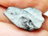 RHYNCHOLITE Early Cretaceous, Alpes-de-Haute-Provence, France