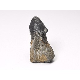 RHYNCHOLITE Early Cretaceous, Alpes-de-Haute-Provence, France