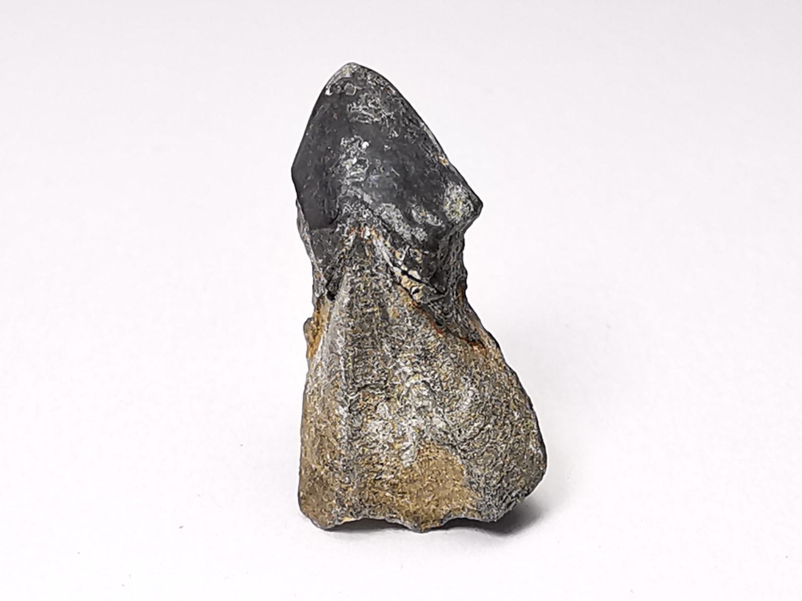 RHYNCHOLITE Early Cretaceous, Alpes-de-Haute-Provence, France