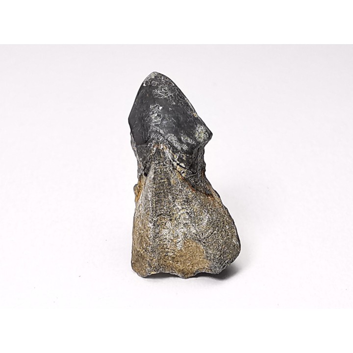 RHYNCHOLITE Early Cretaceous, Alpes-de-Haute-Provence, France