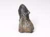 RHYNCHOLITE, Crétacé Inférieur, Alpes-de-Haute-Provence, France