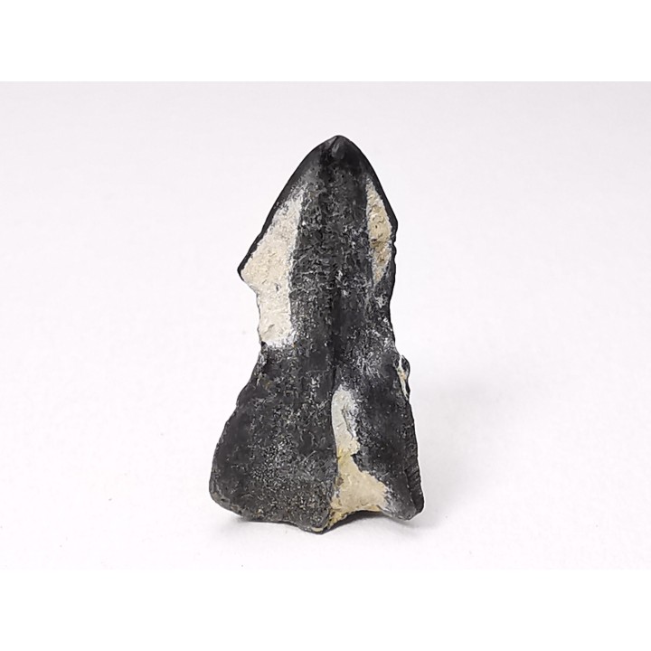 RHYNCHOLITE, Crétacé  Inférieur, Alpes-de-Haute-Provence, France