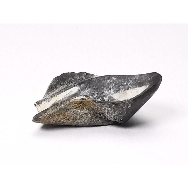 RHYNCHOLITE Early Cretaceous, Alpes-de-Haute-Provence, France