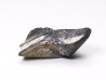 RHYNCHOLITE, Crétacé Inférieur, Alpes-de-Haute-Provence, France