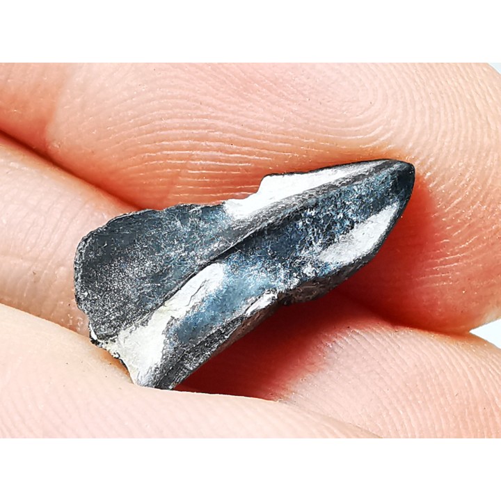 RHYNCHOLITE, Crétacé  Inférieur, Alpes-de-Haute-Provence, France