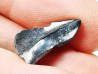RHYNCHOLITE, Crétacé Inférieur, Alpes-de-Haute-Provence, France