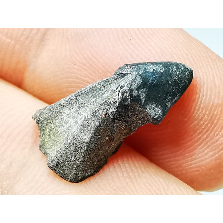 RHYNCHOLITE, Crétacé  Inférieur, Alpes-de-Haute-Provence, France