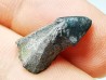 RHYNCHOLITE, Crétacé Inférieur, Alpes-de-Haute-Provence, France