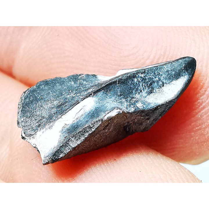 RHYNCHOLITE, Crétacé  Inférieur, Alpes-de-Haute-Provence, France