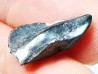 RHYNCHOLITE, Crétacé Inférieur, Alpes-de-Haute-Provence, France