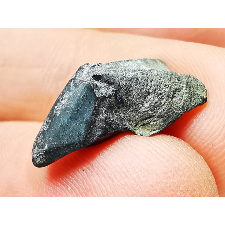 RHYNCHOLITE, Crétacé  Inférieur, Alpes-de-Haute-Provence, France
