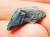 RHYNCHOLITE, Crétacé Inférieur, Alpes-de-Haute-Provence, France