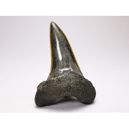 shark tooth: ISURUS RETROFLEXUS,  Miocene, Belgium