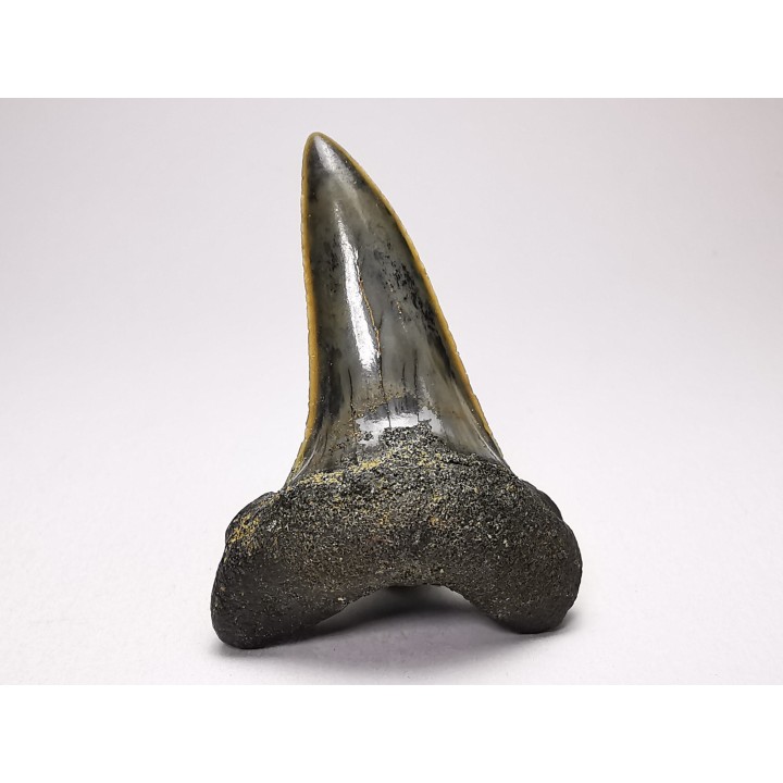 shark tooth: ISURUS RETROFLEXUS,  Miocene, Belgium