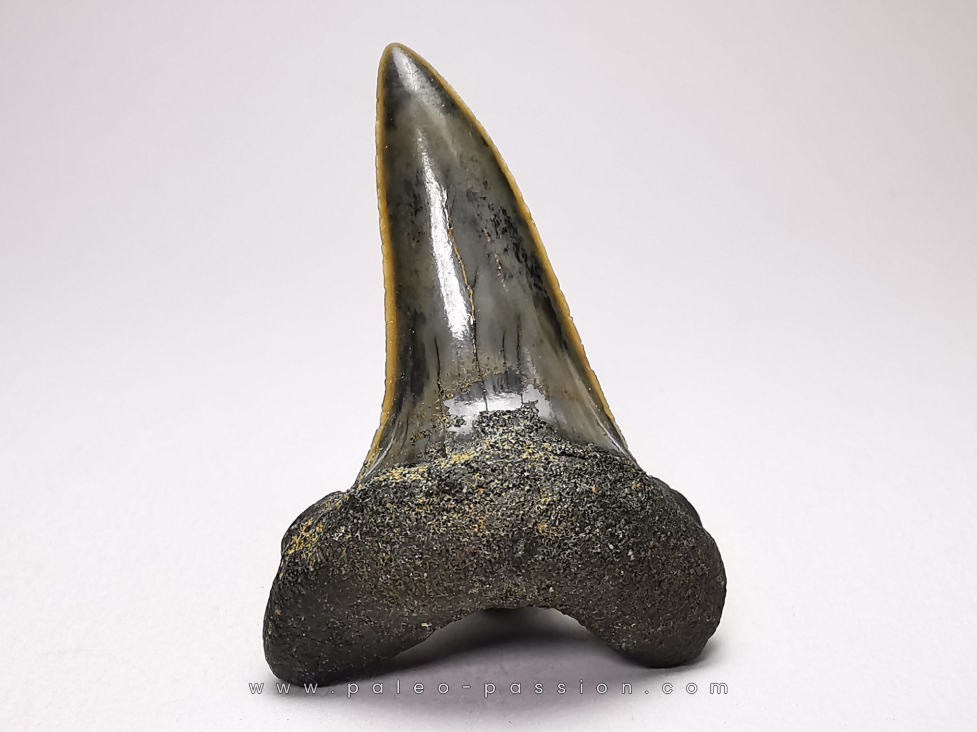 shark tooth: ISURUS RETROFLEXUS, Miocene, Belgium