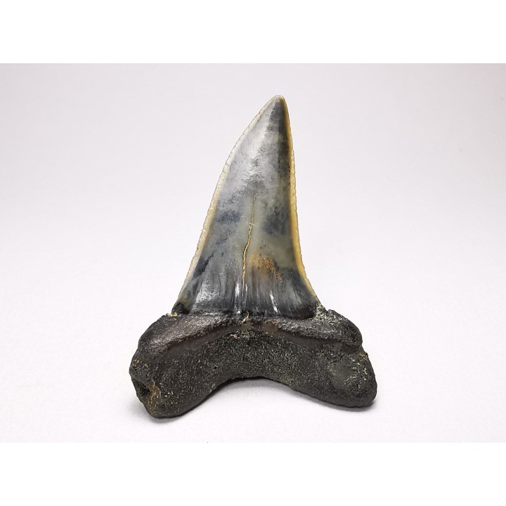 shark tooth: ISURUS RETROFLEXUS,  Miocene, Belgium