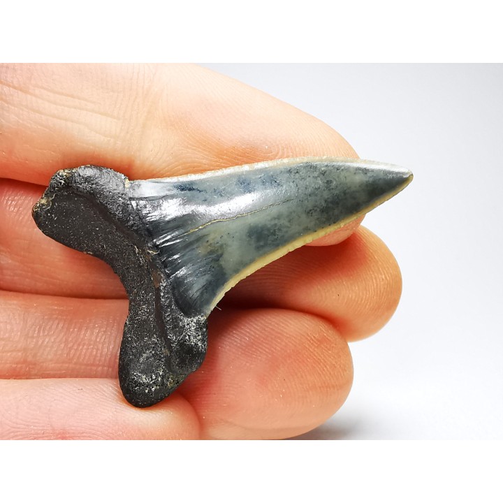 dent de requin: ISURUS RETROFLEXUS - Miocène - Belgique