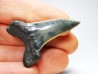 shark tooth: ISURUS RETROFLEXUS,  Miocene, Belgium