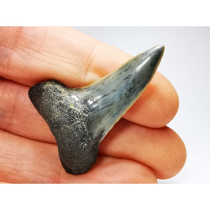 dent de requin: ISURUS RETROFLEXUS - Miocène - Belgique