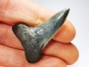 shark tooth: ISURUS RETROFLEXUS,  Miocene, Belgium