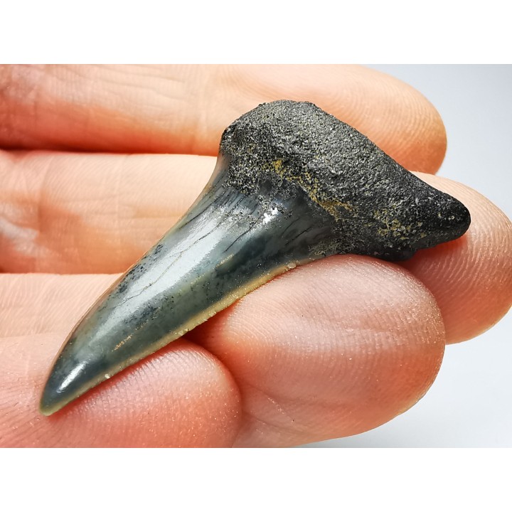 shark tooth: ISURUS RETROFLEXUS,  Miocene, Belgium