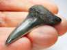 dent de requin: ISURUS RETROFLEXUS - Miocène - Belgique