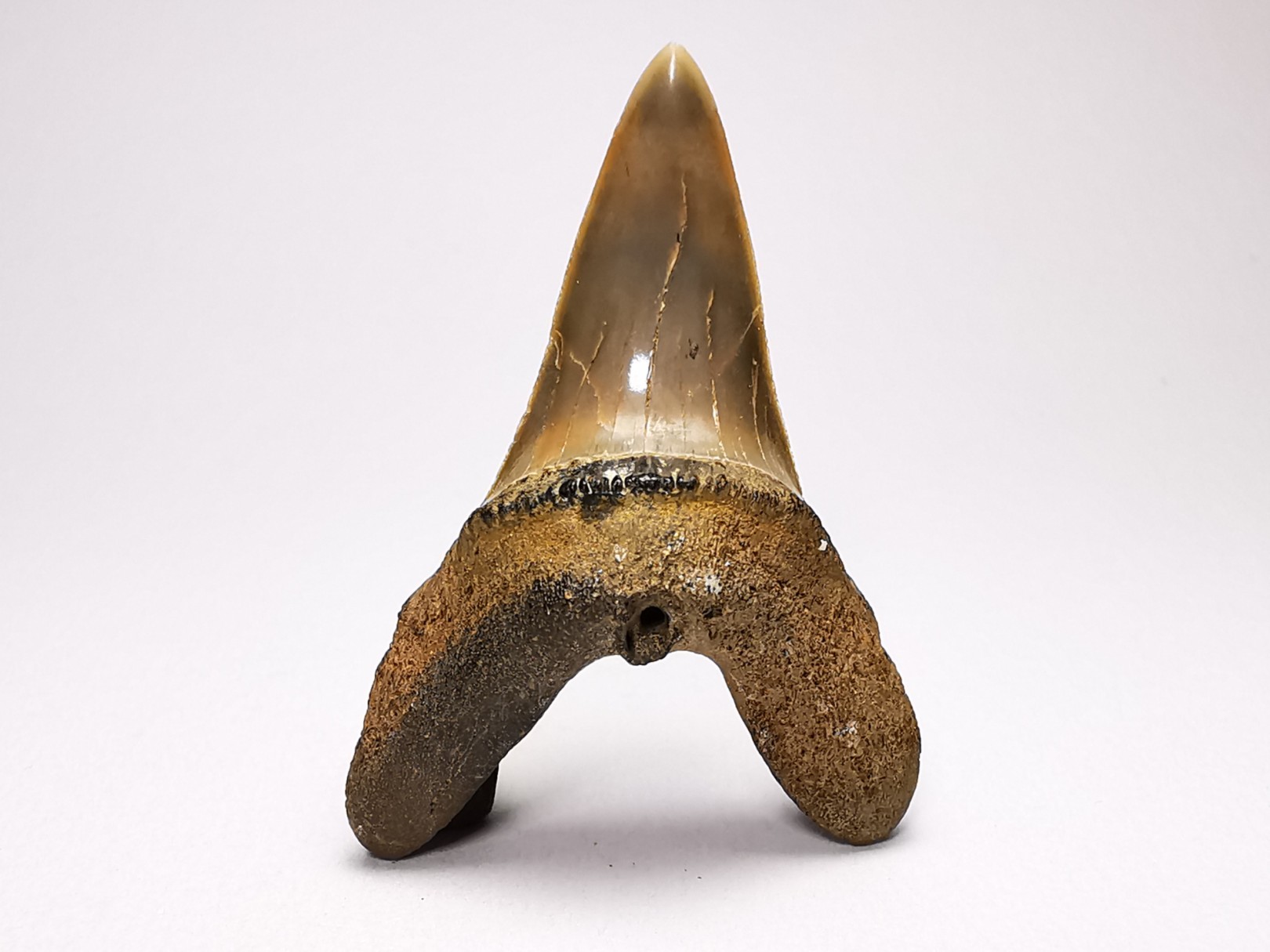 shark tooth: ISURUS RETROFLEXUS, Miocene, Belgium