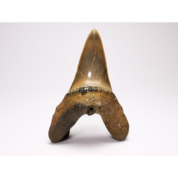 shark tooth: ISURUS RETROFLEXUS,  Miocene, Belgium