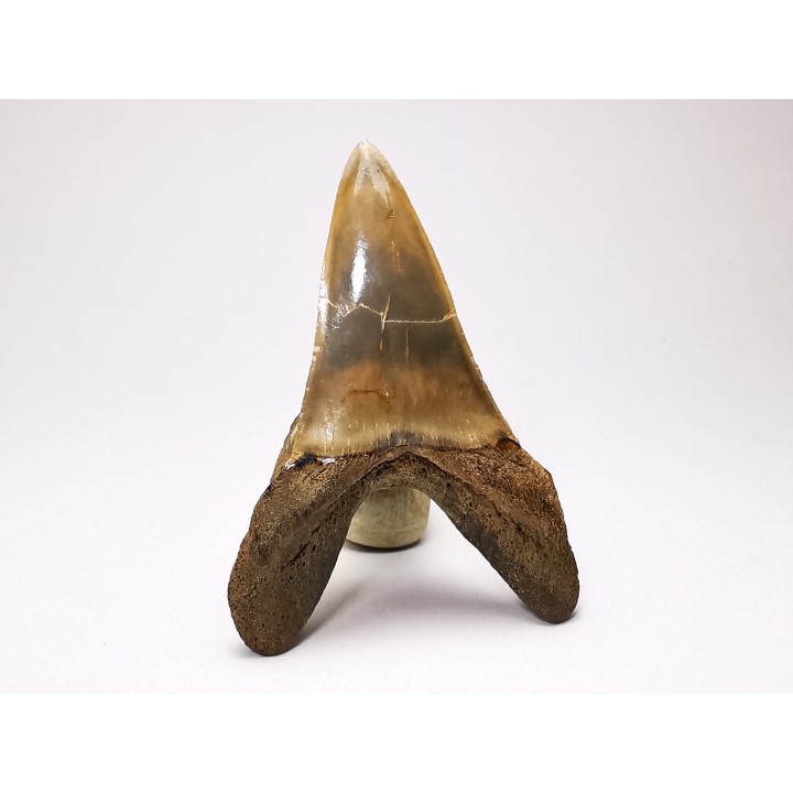 shark tooth: ISURUS RETROFLEXUS,  Miocene, Belgium