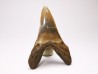 shark tooth: ISURUS RETROFLEXUS, Miocene, Belgium