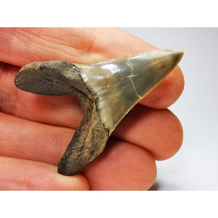 dent de requin: ISURUS RETROFLEXUS - Miocène - Belgique