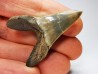 dent de requin: ISURUS RETROFLEXUS - Miocène - Belgique
