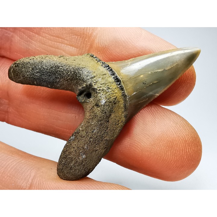shark tooth: ISURUS RETROFLEXUS,  Miocene, Belgium
