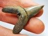 shark tooth: ISURUS RETROFLEXUS, Miocene, Belgium