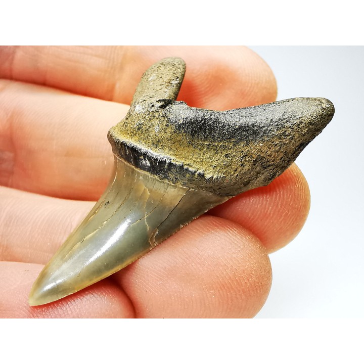 shark tooth: ISURUS RETROFLEXUS,  Miocene, Belgium
