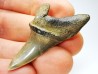 dent de requin: ISURUS RETROFLEXUS - Miocène - Belgique