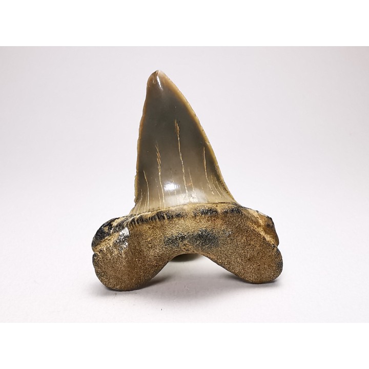 shark tooth: ISURUS RETROFLEXUS,  Miocene, Belgium