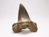shark tooth: ISURUS RETROFLEXUS, Miocene, Belgium
