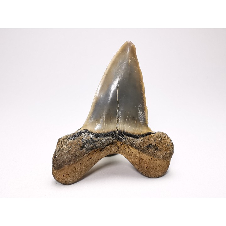 dent de requin: ISURUS RETROFLEXUS - Miocène - Belgique