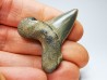 dent de requin: ISURUS RETROFLEXUS - Miocène - Belgique