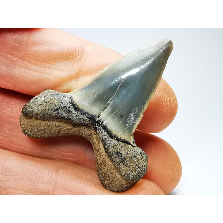 shark tooth: ISURUS RETROFLEXUS,  Miocene, Belgium