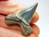 shark tooth: ISURUS RETROFLEXUS, Miocene, Belgium