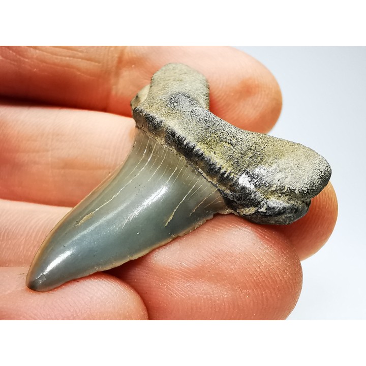 shark tooth: ISURUS RETROFLEXUS,  Miocene, Belgium
