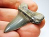 shark tooth: ISURUS RETROFLEXUS, Miocene, Belgium