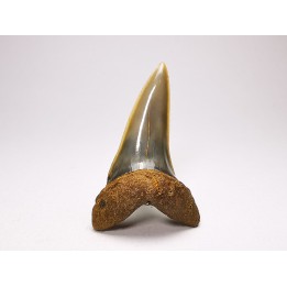 shark tooth: ISURUS RETROFLEXUS,  Miocene, Belgium